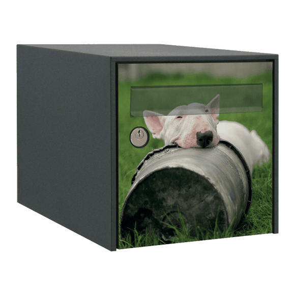 Stickers boîte aux lettres Bull Terrier