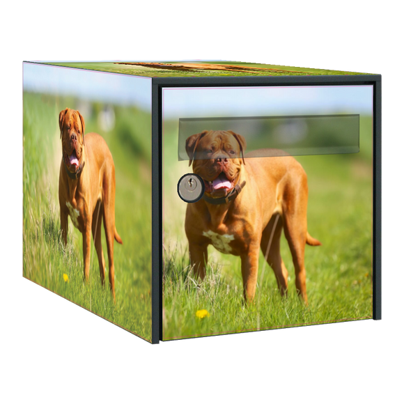 Stickers boîte aux lettres Dogue de Bordeaux