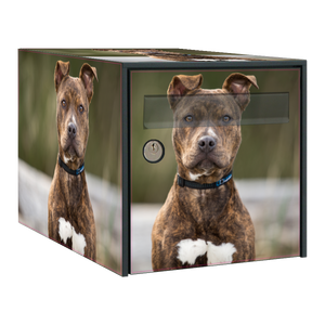 Stickers boîte aux lettres Pitbull
