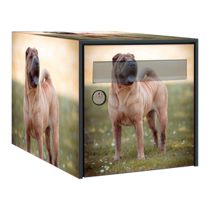Stickers boîte aux lettres Shar-pei