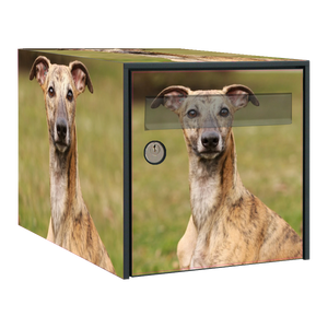 Stickers boîte aux lettres Whippet