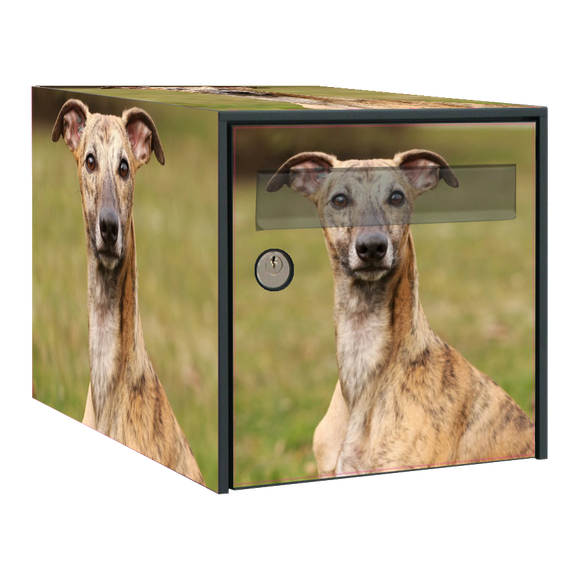 Stickers boîte aux lettres Whippet